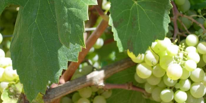 Autumn is synonymous with the grape harvest