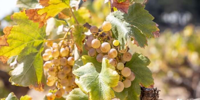 <p>Penedès Vineyards</p>