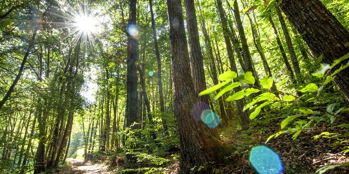 <p>Montseny Natural Park and Bisphere Reserve</p>