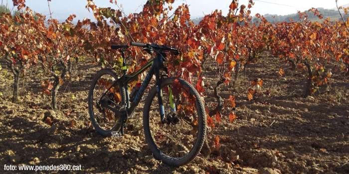 <p>The vineyards by bike</p>