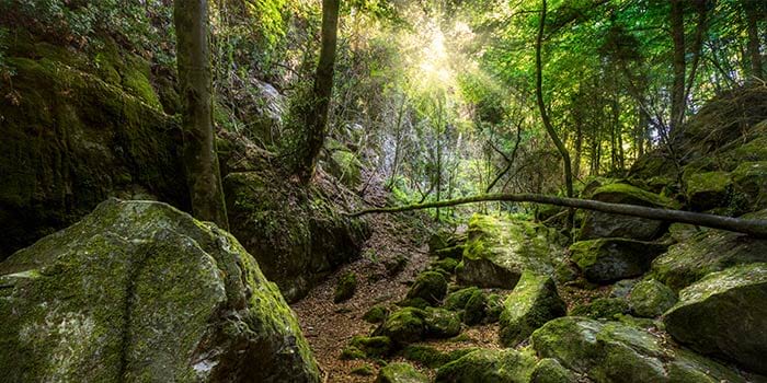 Un bosc a Santa Maria de Besora