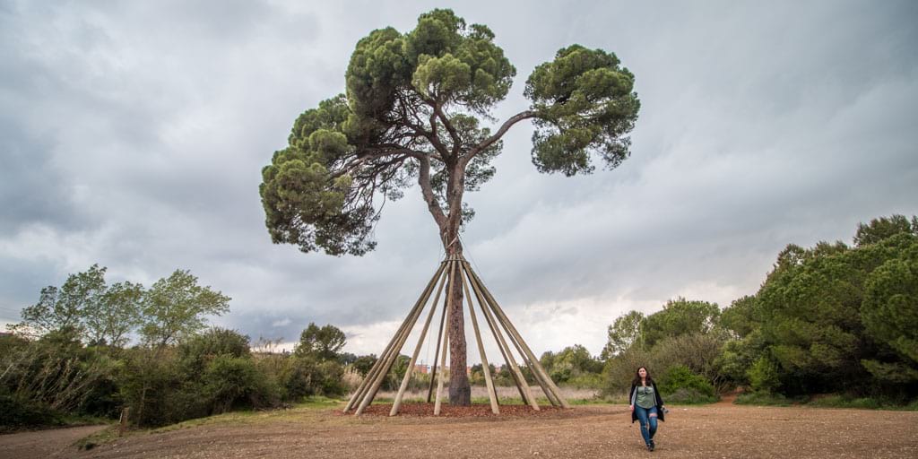 El Pi d'en Xandri, emblema de Sant Cugat