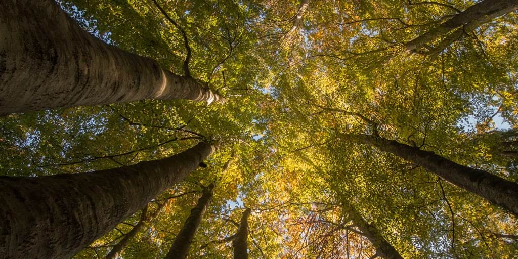 <p>Grevolosa Forest, Osona</p>