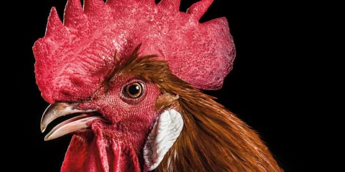 Fira Avícola del Prat