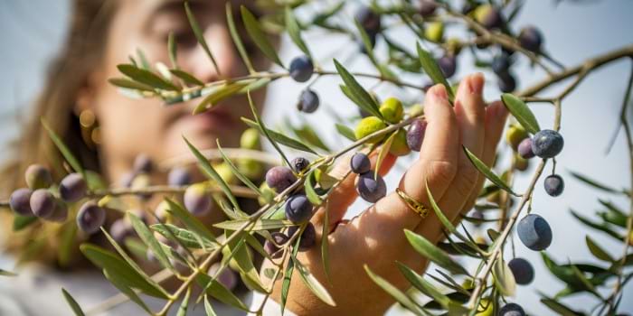 <p>Cave de Collbaix</p>