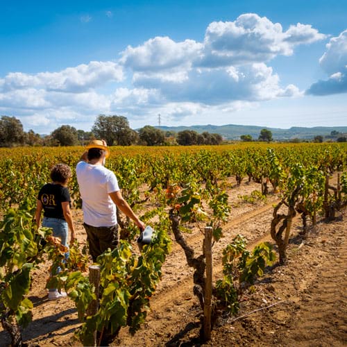 Camp de vinyes a l'Alt Penedès