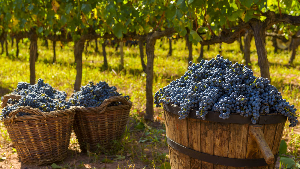 Raim de la DO Pla de Bages dins d'unes cistelles
