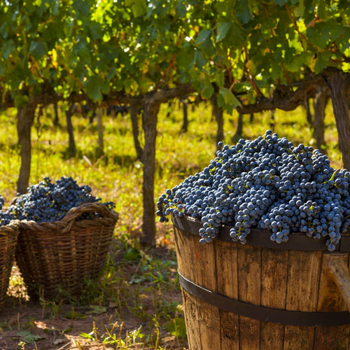 Raim de la DO Pla de Bages dins d'unes cistelles